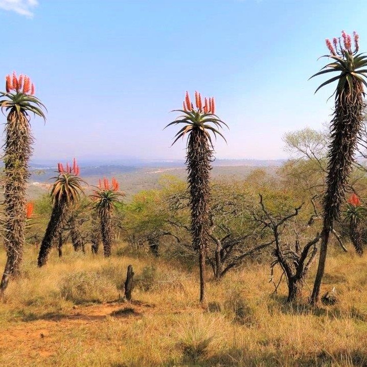 Wild Aloe Candelabra in flower (4)