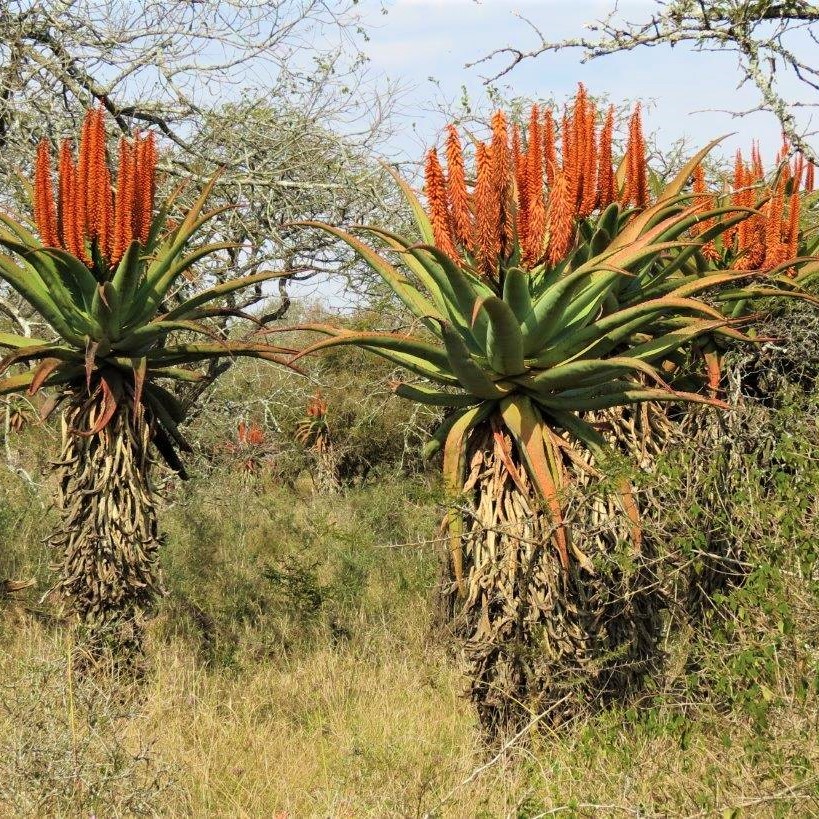 Wild flowering Aloe Candelabra (2)