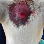 Photo 1 - 18 May 2020