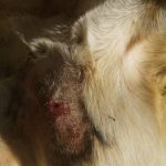 Photo 4 - 28 May 2020