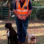 Training dogs to get on together when they are adopted as rescue dogs