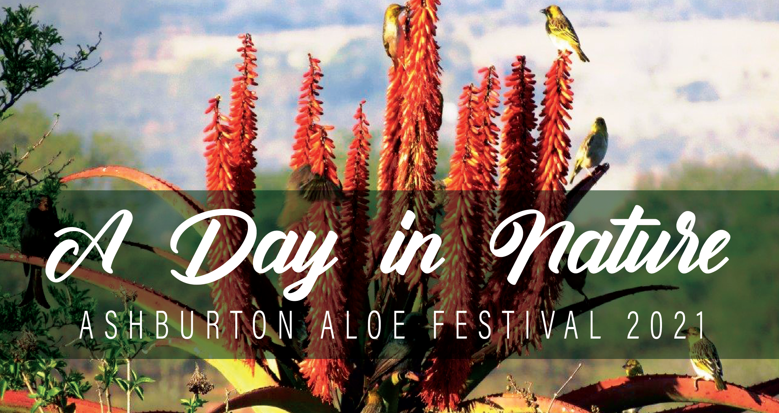 Aloe Fest 2021 fb[2095]